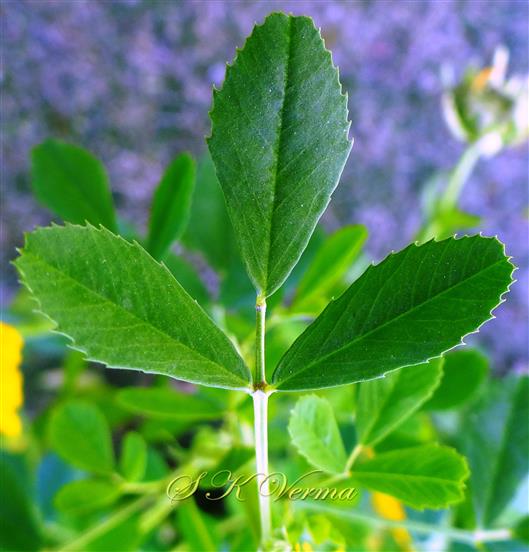  Leaflets